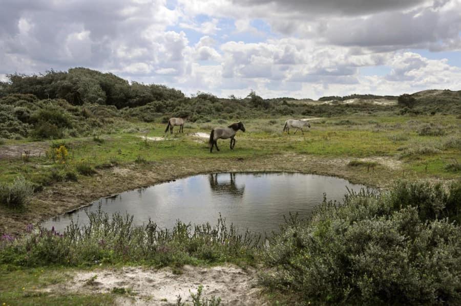 Vakantiehuisje De Panne vlak aan Plopsaland en de zee Buitenkant foto
